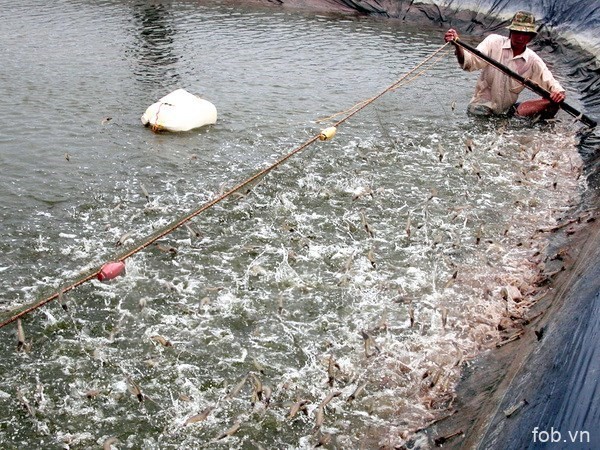 越南前江省海洋捕捞产量猛增