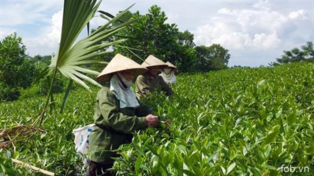 富寿省努力挖掘茶树的生产潜力